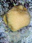 DSCF8245 bludistovy koral